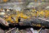 Dacrymyces stillatus image