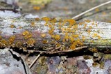 Dacrymyces stillatus image
