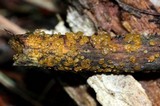 Dacrymyces stillatus image