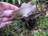 Royoporus badius image
