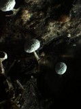 Physarum album image