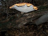 Polyporus tuberaster image