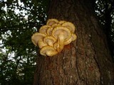Pholiota squarrosa image