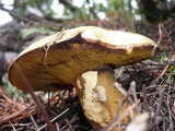 Suillus variegatus image