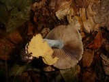 Stropharia caerulea image