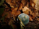 Stropharia caerulea image