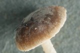 Marasmius chordalis image