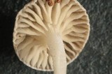 Marasmius chordalis image