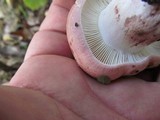 Hygrophorus russula image