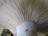 Hygrophorus russula image