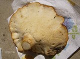 Polyporus tuberaster image