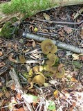 Boletinellus merulioides image