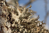 Pseudevernia furfuracea var. furfuracea image
