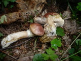 Suillus viscidus var. brunneus image