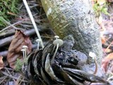 Strobilurus trullisatus image