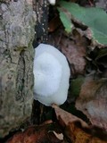 Crepidotus applanatus image