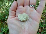 Crepidotus applanatus image