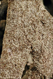 Pseudevernia furfuracea var. furfuracea image