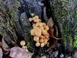 Hypholoma capnoides image