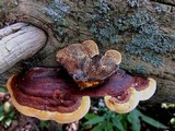 Gloeophyllum sepiarium image