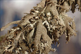 Pseudevernia furfuracea var. furfuracea image