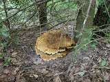 Bondarzewia berkeleyi image