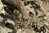 Pseudevernia furfuracea var. furfuracea image