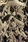 Pseudevernia furfuracea var. furfuracea image