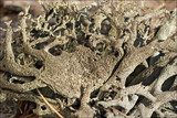 Pseudevernia furfuracea var. furfuracea image