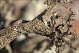 Pseudevernia furfuracea var. furfuracea image