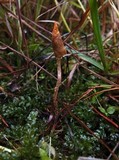 Leratiomyces cucullatus image
