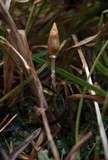 Leratiomyces cucullatus image
