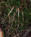 Leratiomyces cucullatus image