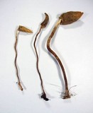 Leratiomyces cucullatus image