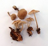 Mycena galericulata image