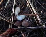 Mycena purpureofusca image