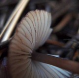 Mycena purpureofusca image
