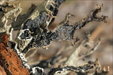 Pseudevernia furfuracea var. furfuracea image