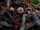 Mycetinis applanatipes image