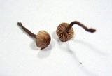 Mycetinis applanatipes image