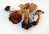 Pholiota velaglutinosa image