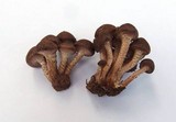 Pholiota terrestris image
