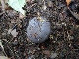 Cortinarius velicopia image