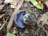 Cortinarius velicopia image