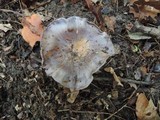 Cortinarius velicopia image