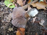 Cortinarius velicopia image