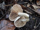 Hebeloma crustuliniforme image
