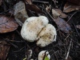 Hebeloma crustuliniforme image