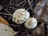 Hebeloma crustuliniforme image