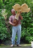 Macrocybe titans image